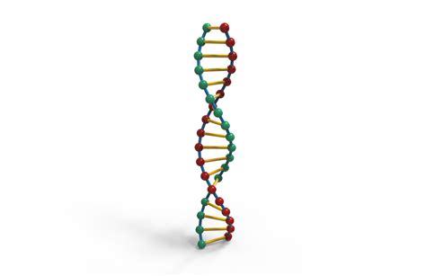 dna 3d model free.